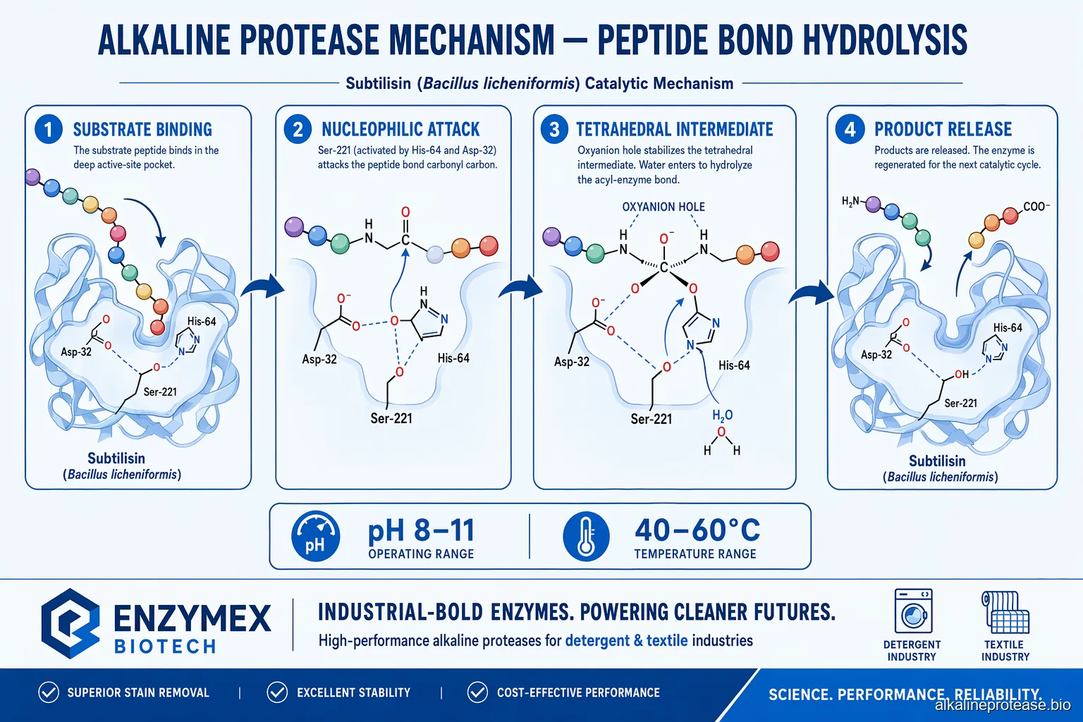 Alkaline Protease reaction mechanism — sucrose hydrolysis pathway in four steps